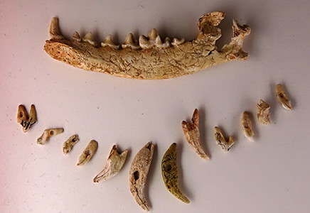 Perforated teeth and lower jaw of the arctic fox