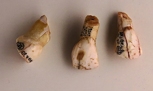  Cutting incisors from Aurochs 