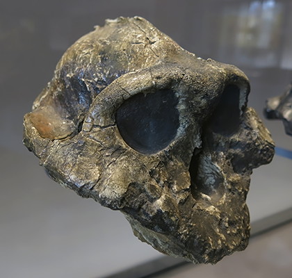 Paranthropus  boisei