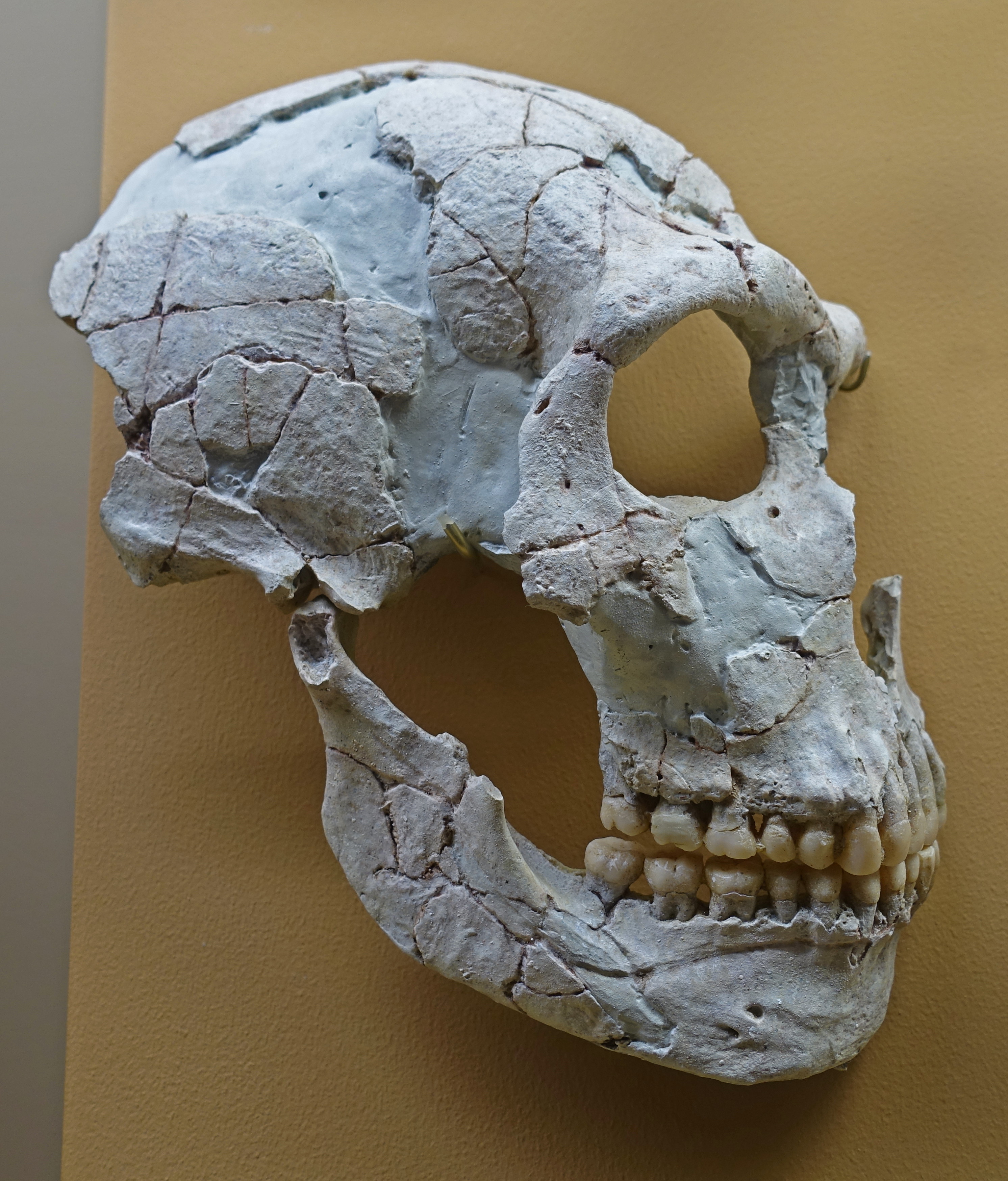 Самый древний череп человека. Музей Неандерталь Эволюция черепа.