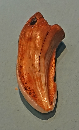 Gonnersdorf horse tooth