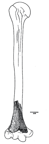 ulna