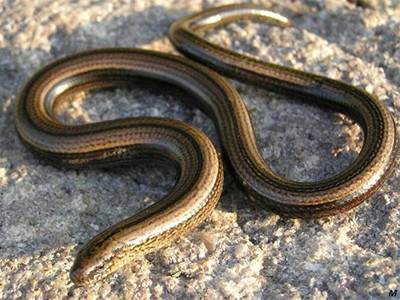Salle_Piette snake