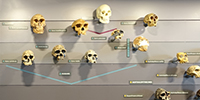 homininoverviewrect