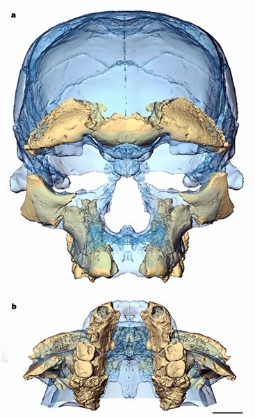 homosapiensmoroccoskullsm