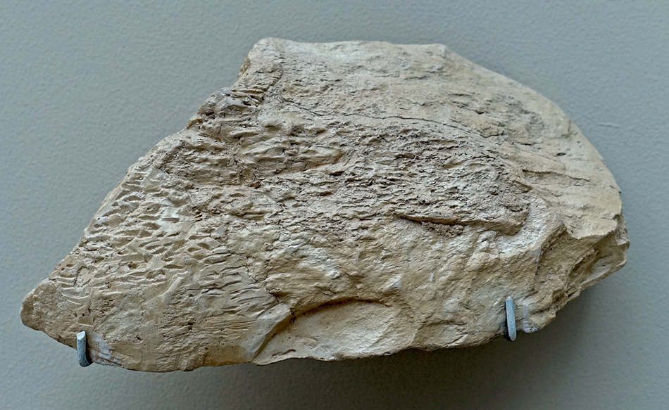  DSC01050bone_Bilzingsleben_Germanysm