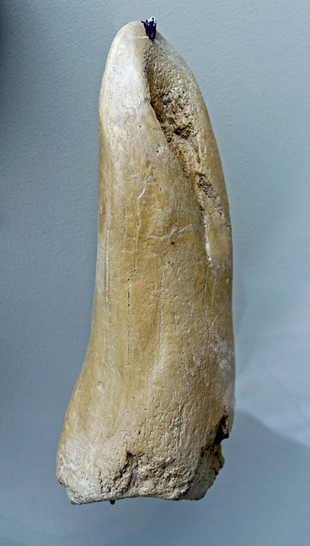  DSC01052bone_Bilzingsleben_Germanysm