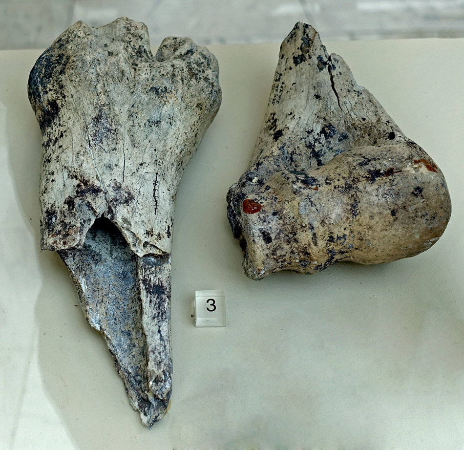DSC01058_bones3sm