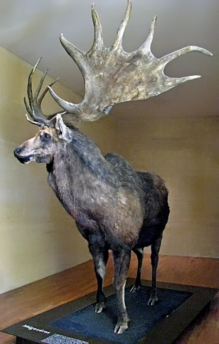 Megaloceros