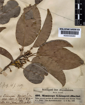 Mimusops_aurifoliasm