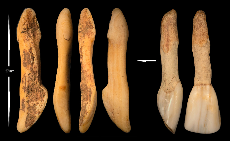 ochrestaineddeertoothbsm