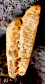 6microsymboliccarvingsm