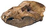cavebear skull