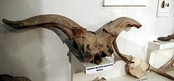 bison skull