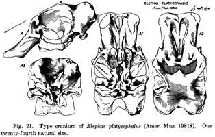 Elephas platycephalus