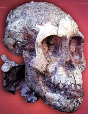 Lucy skull