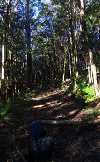 Grass Tree Ridge