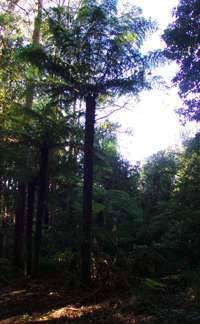 Grass Tree Ridge