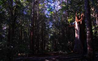 Grass Tree Ridge