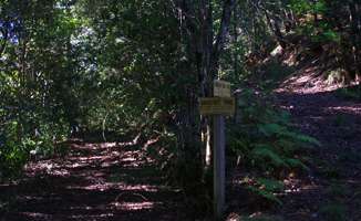 Grass Tree Ridge