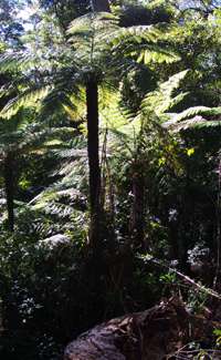 Grass Tree Ridge