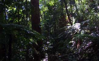 Grass Tree Ridge