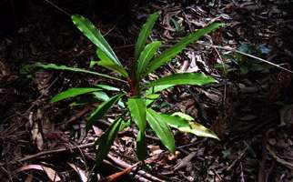 Grass Tree Ridge