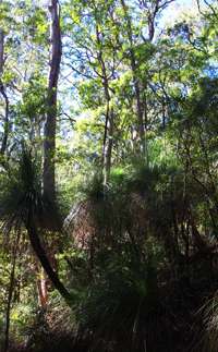 Grass Tree Ridge