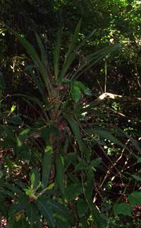 Grass Tree Ridge