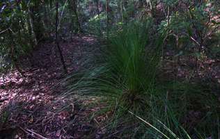 Grass Tree Ridge