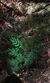 Grass Tree Ridge