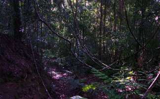 Grass Tree Ridge