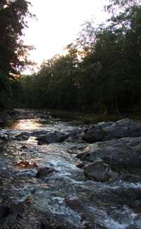 Upper Bellinger River