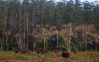 Upper Bellinger River