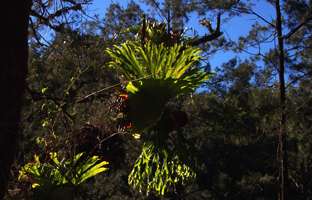 Upper Bellinger River