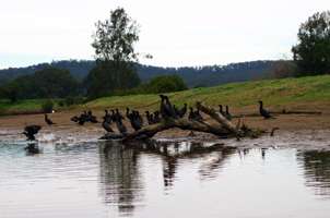 Lower Bellinger River