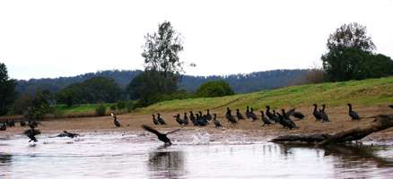 Lower Bellinger River