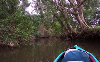 Lower Bellinger River