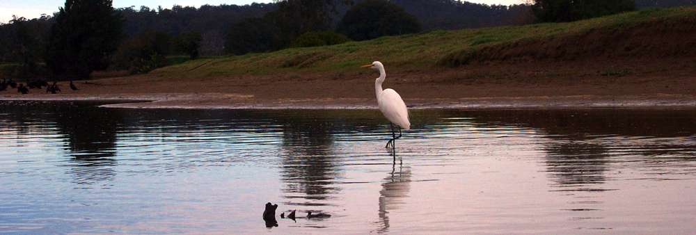 Bellinger River