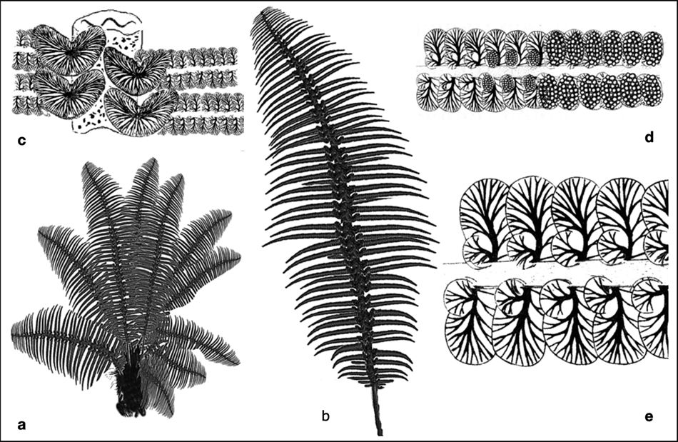 Anomopteris_mougeotiism