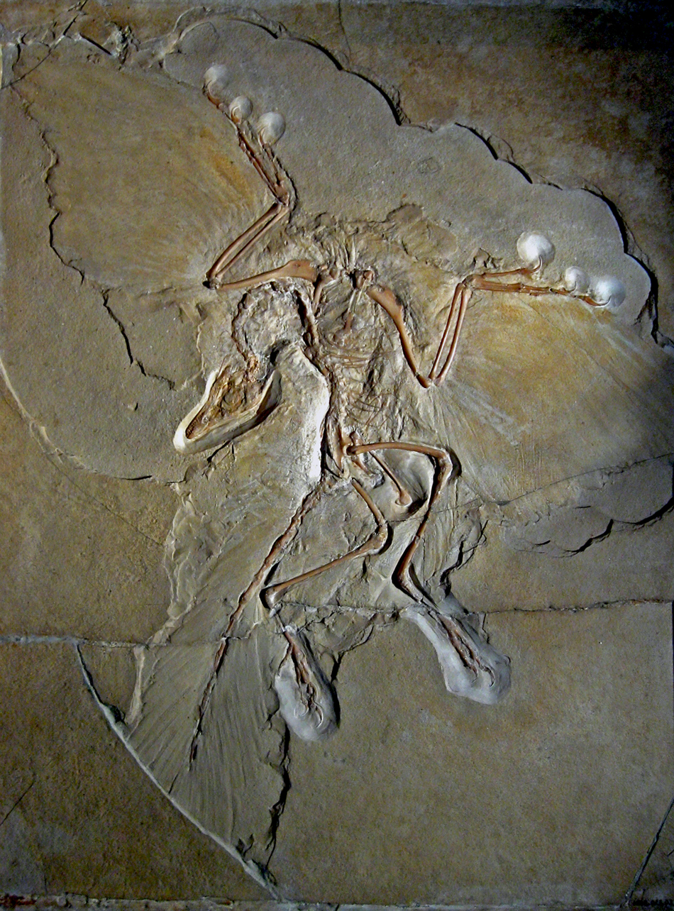 Archaeopteryx_lithographica_Berlin_specimen_sm