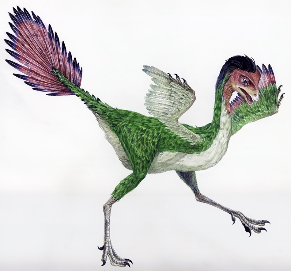 Caudipteryx_zoui_paintingsm