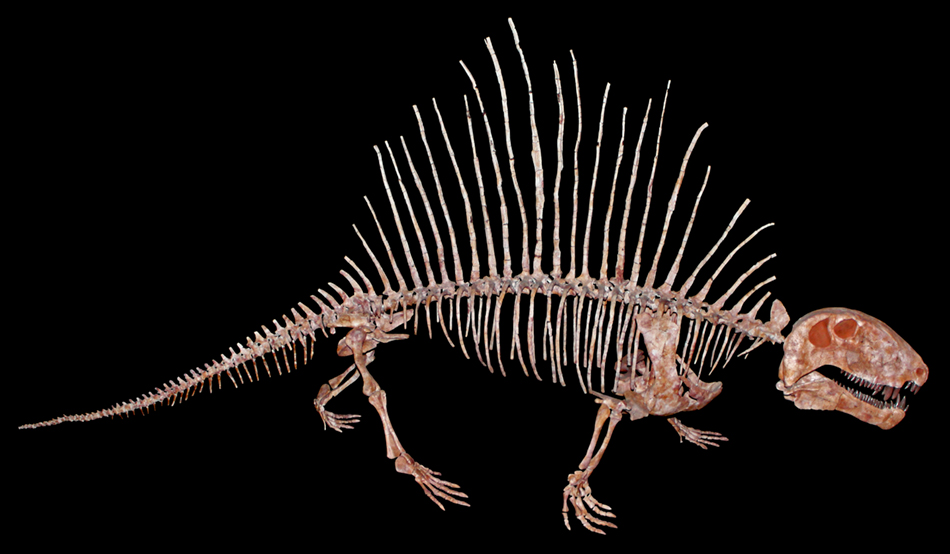 Dimetrodon_incisivumsm