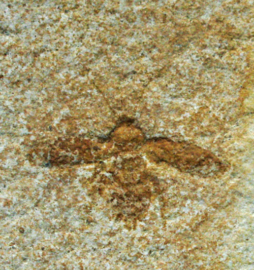 IMG_2512_Lithoblatta_lithophila_cockroachsm