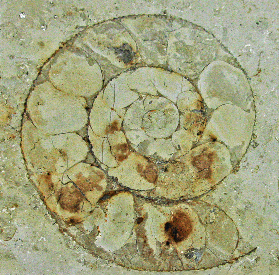 IMG_2530_ammonite_Petersbuchsm