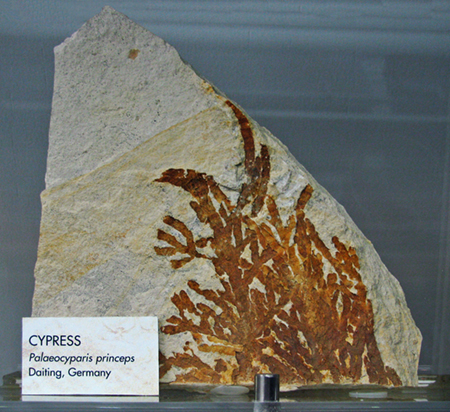 IMG_2538_Cypress_palaeocyparis_princepssm