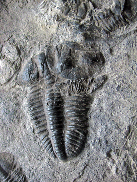 IMG_2557singletrilobitesm