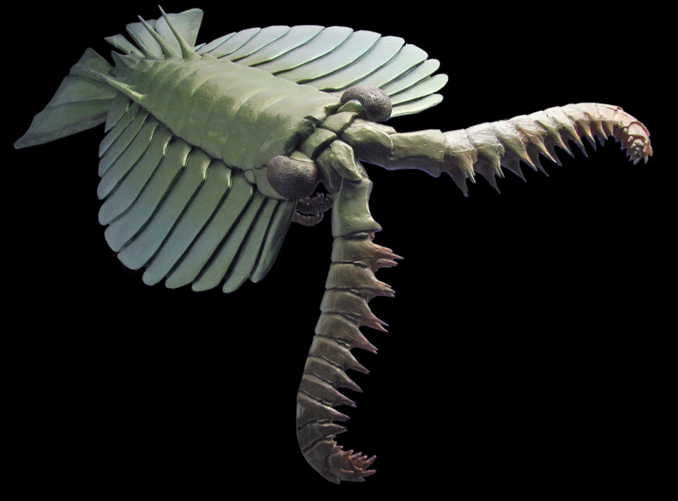 IMG_2560_Anomalocarissm