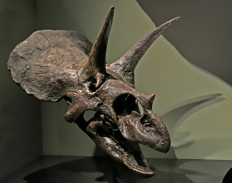 IMG_7076triceratops_horridussm