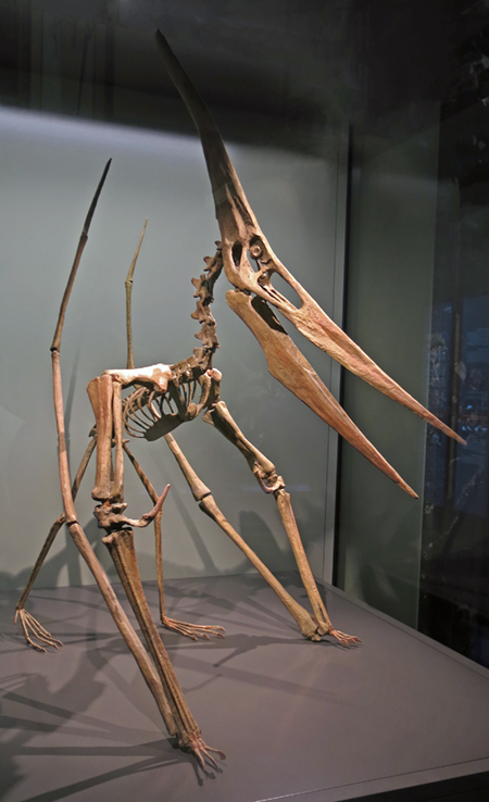 IMG_7091pteranodonsm